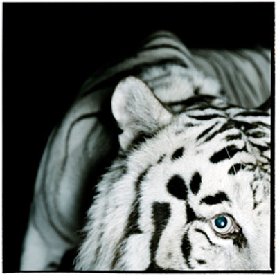Jonas Linells bilder p� galleri ikon